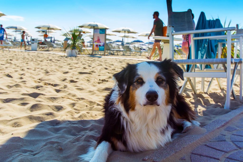 Cane sulla spiaggia di Rimini